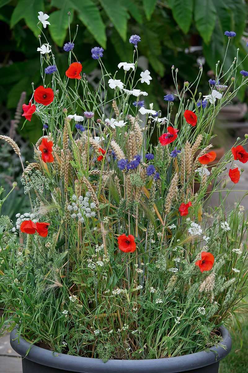Whimsical Wildflower Wheelbarrow