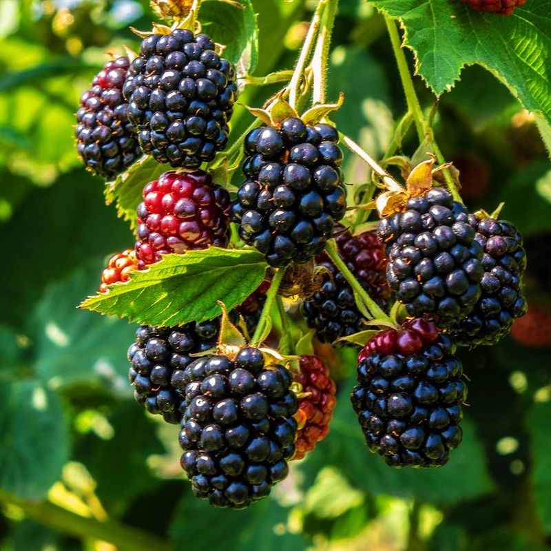 Blackberry (thornless varieties)