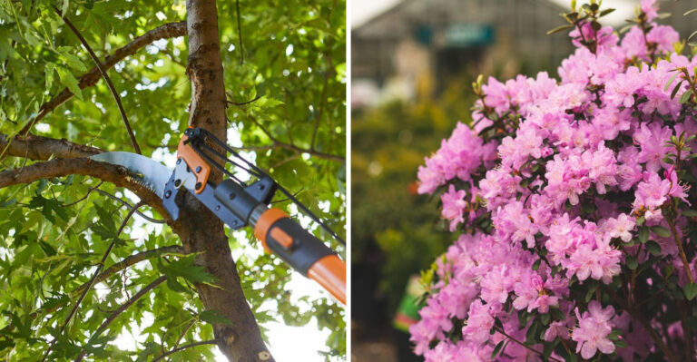 July Pruning Secrets: 7 Plants to Cut Now, 3 to Never Touch