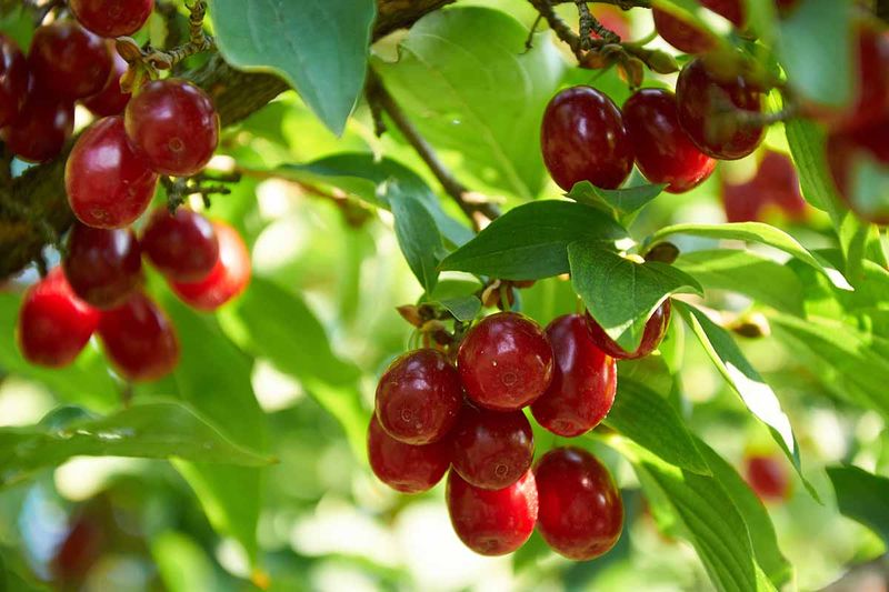 Cornelian Cherry