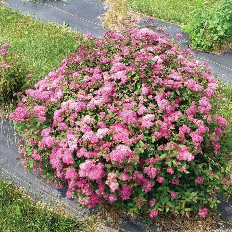 Spirea's Colorful Cascade