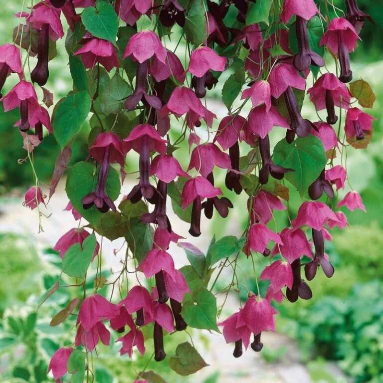 32 Spectacular Stunning Perennial Flowering Vines That Come Back Every ...