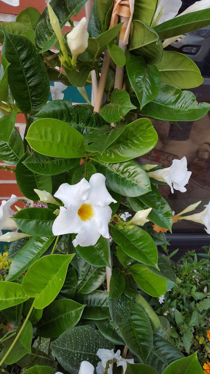 Mandevilla (White cultivar)