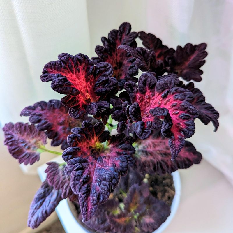 Coleus ‘Black Dragon’