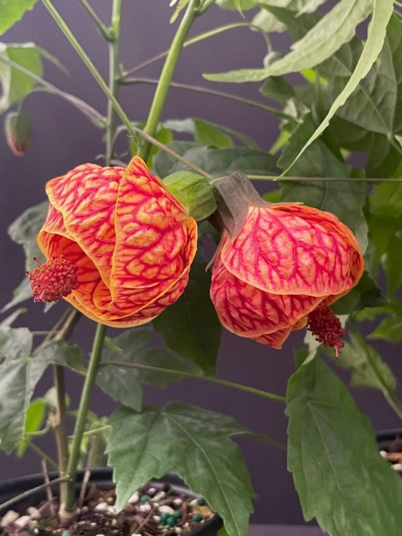 Chinese Lantern Plant (Abutilon pictum)
