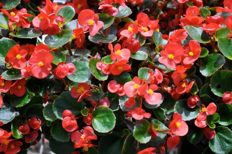 Begonia (Begonia spp.)