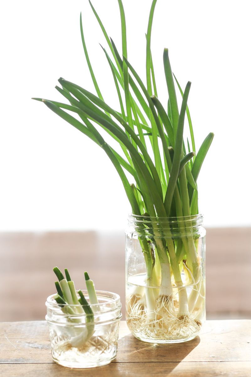 Scallions