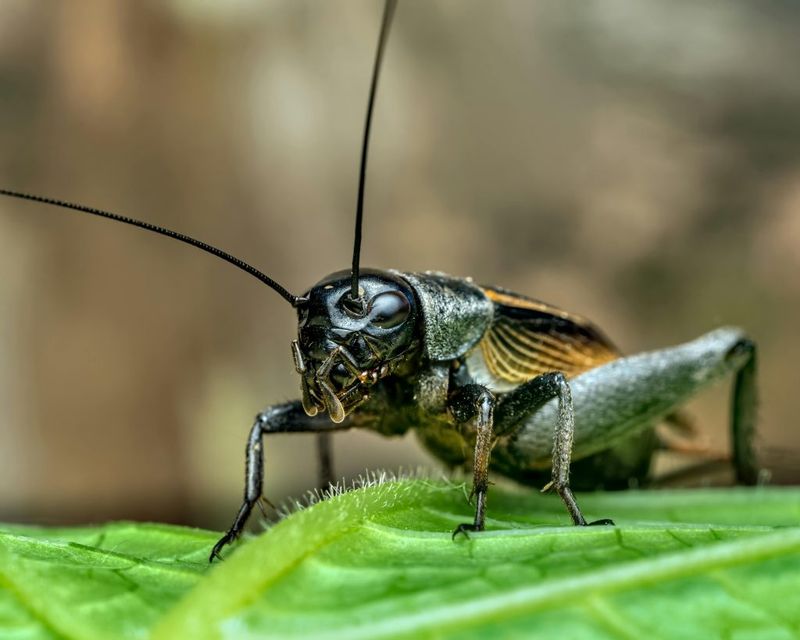 Crickets Are Omnivores