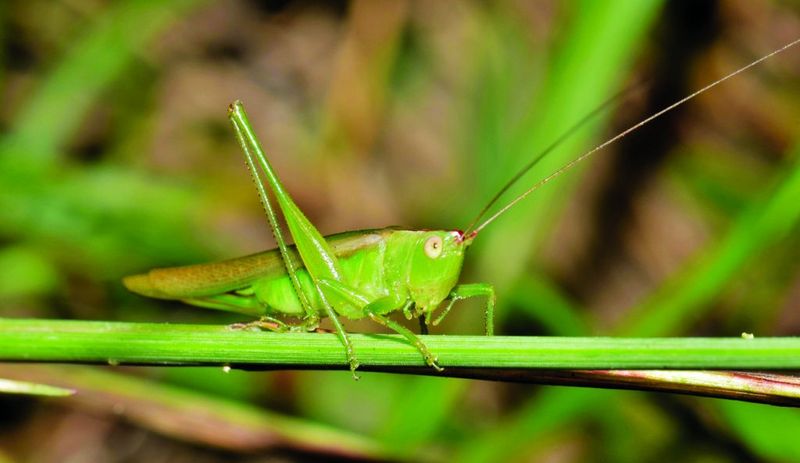 They're Not Singing—They're Stridulating