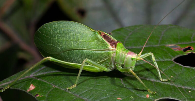 Katydids and Crickets: 15 Fascinating Facts About the Nighttime Garden Musicians