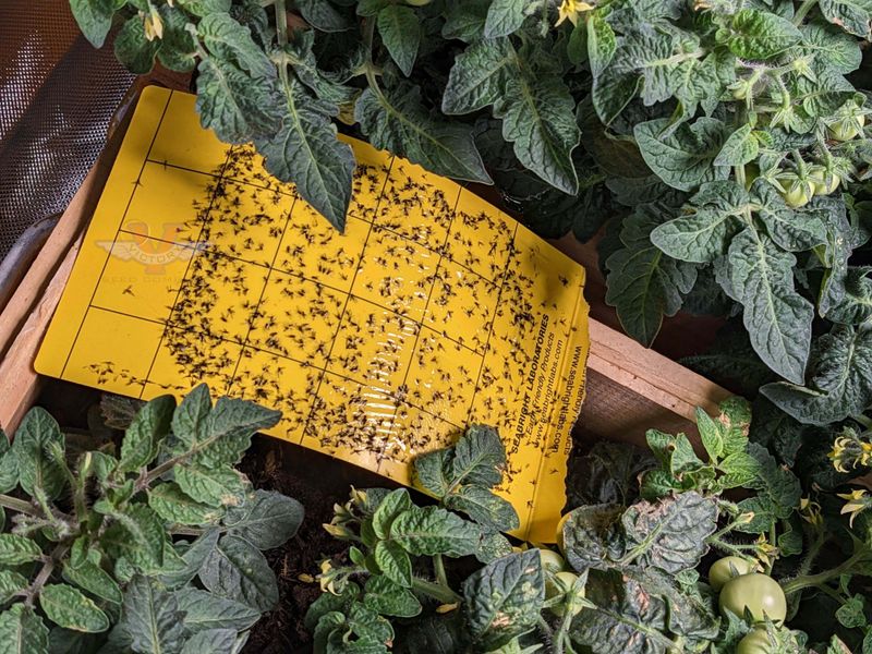 Use Yellow Sticky Traps