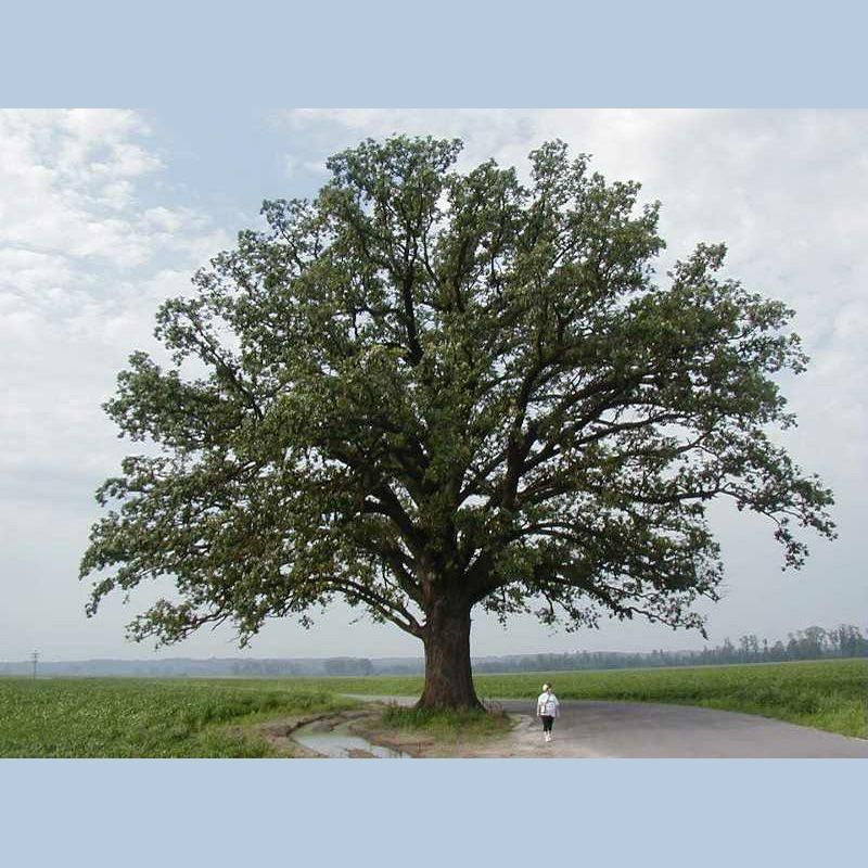 Bur Oak (Quercus macrocarpa)