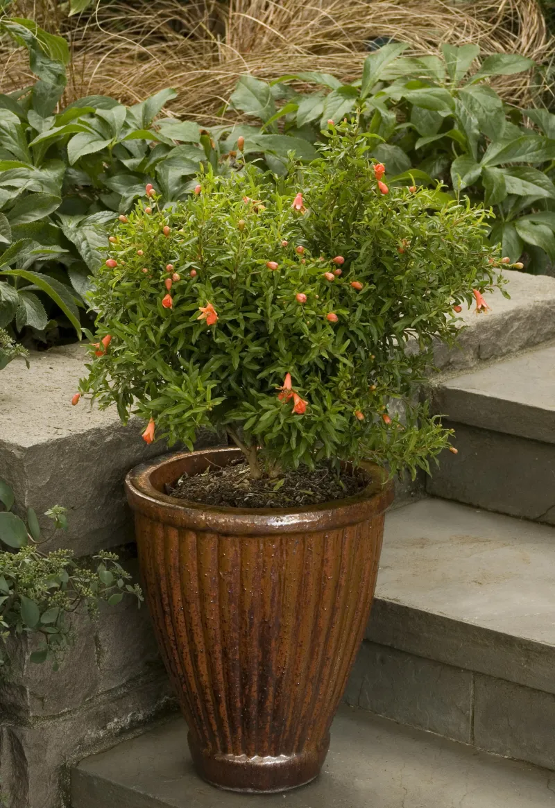 Dwarf Pomegranate (Punica granatum ‘Nana’)