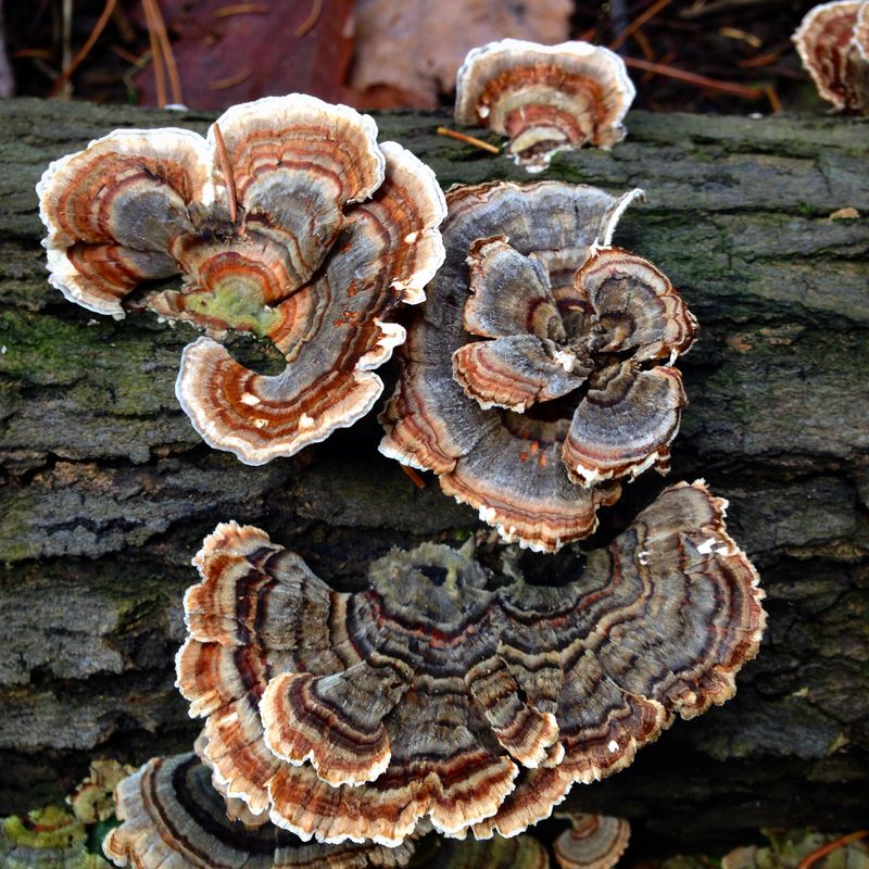 Turkey Tail (Trametes versicolor)