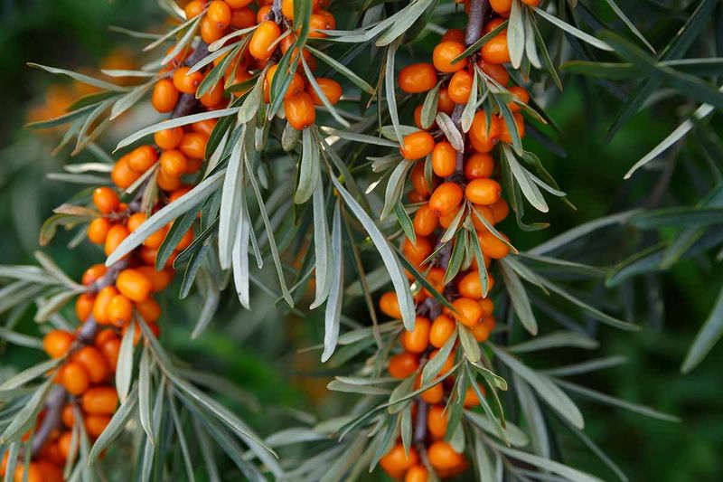 Sea Buckthorn