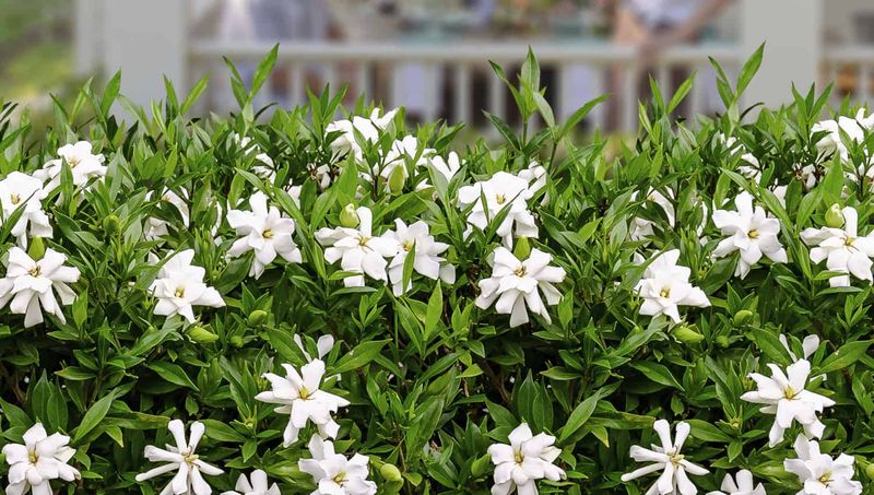 Jubilation Gardenia