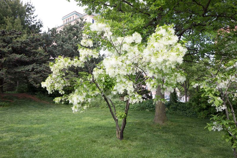 Fringe Tree (Chionanthus virginicus)