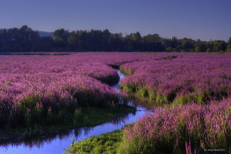 Purple Loosestrife