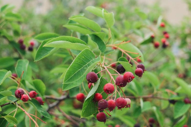 Juneberry (Serviceberry) (Amelanchier spp.)