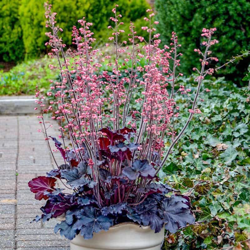 Heuchera