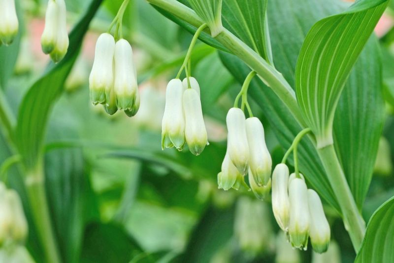 Solomon's Seal