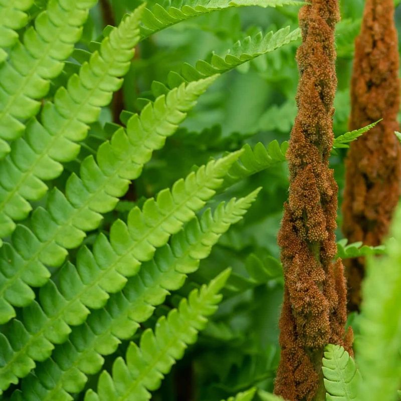Cinnamon Fern