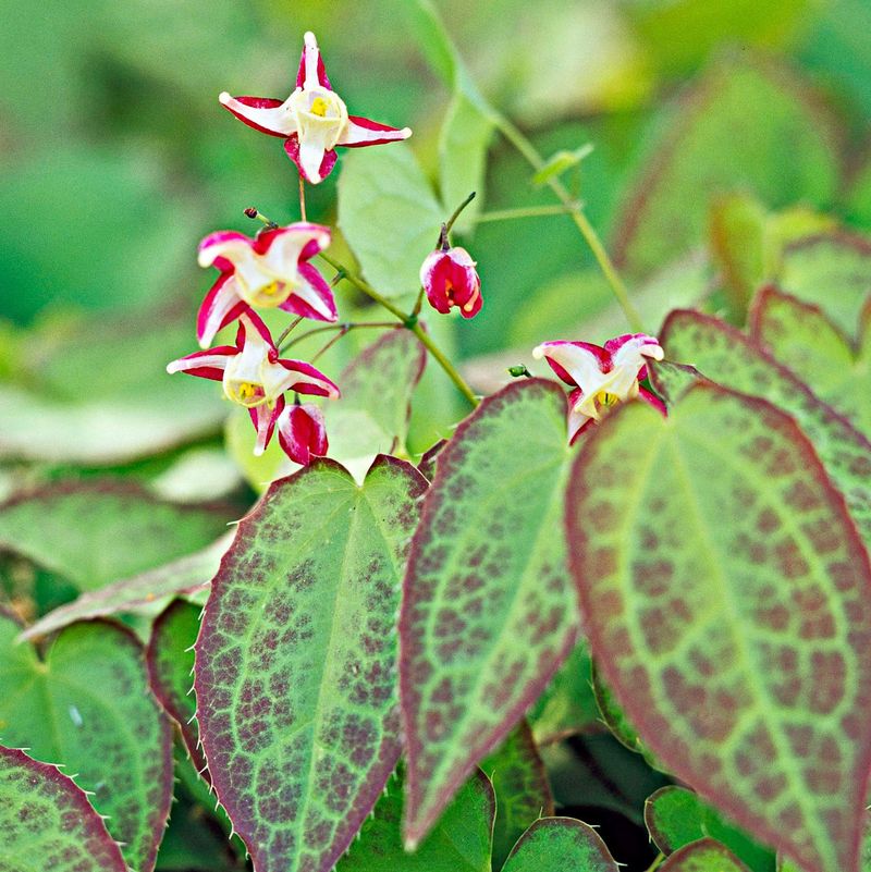 Epimedium