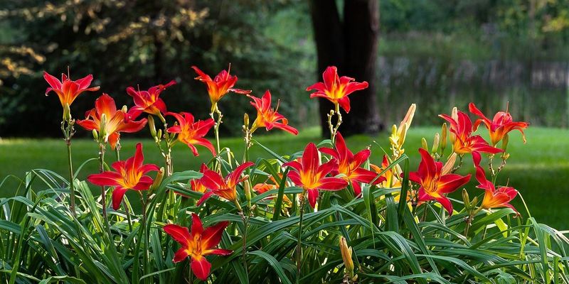 Daylily