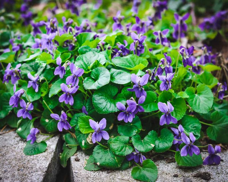Violets