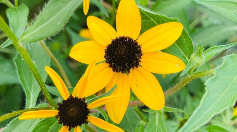Black-eyed Susan