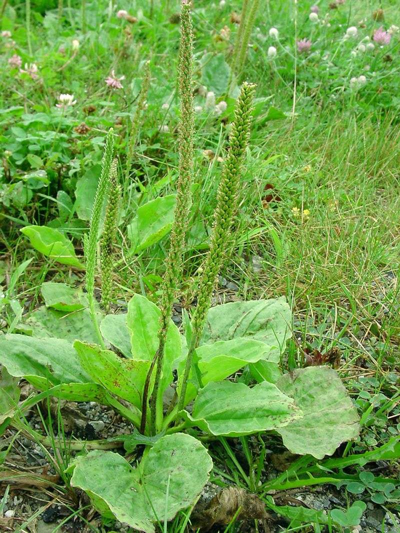 Plantain (Plantago major)