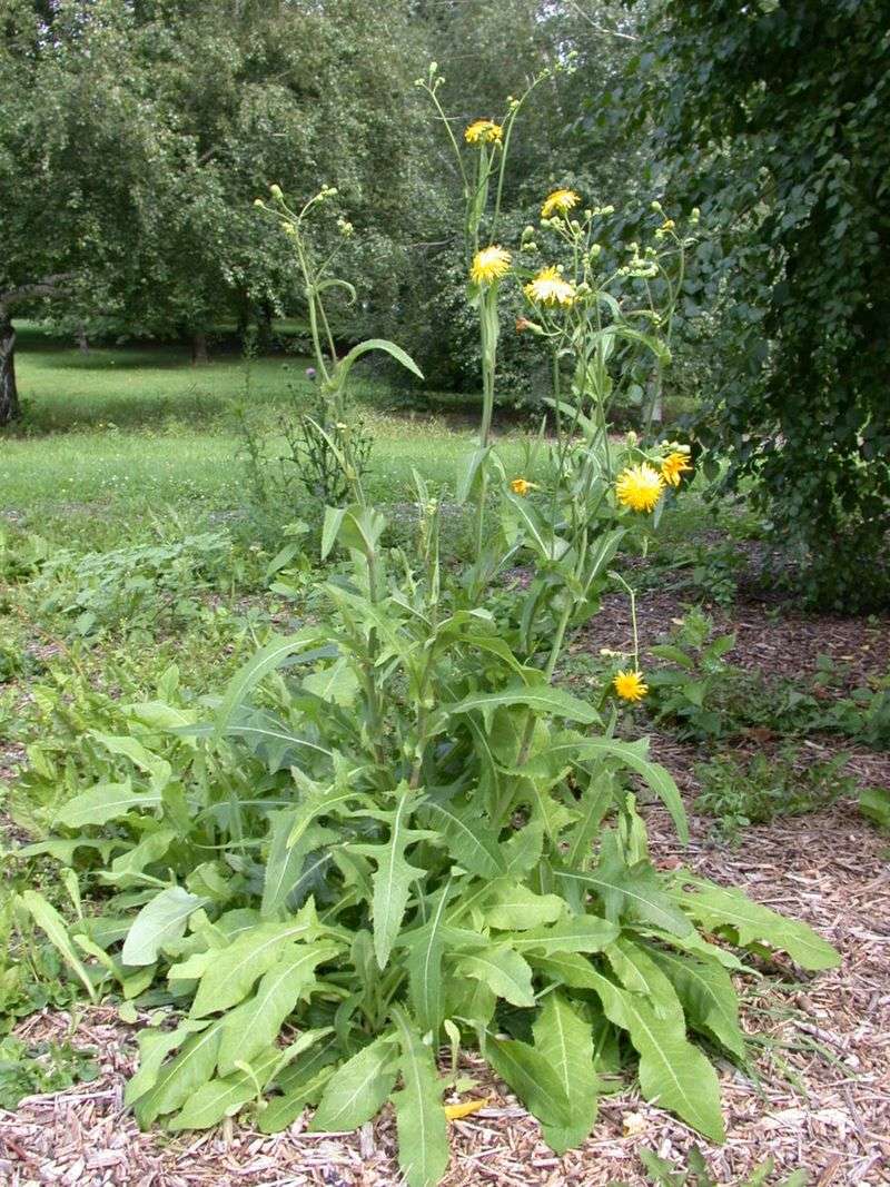 Sow Thistle