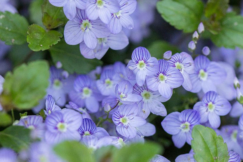 Veronica ‘Waterperry Blue’ (Veronica repens)