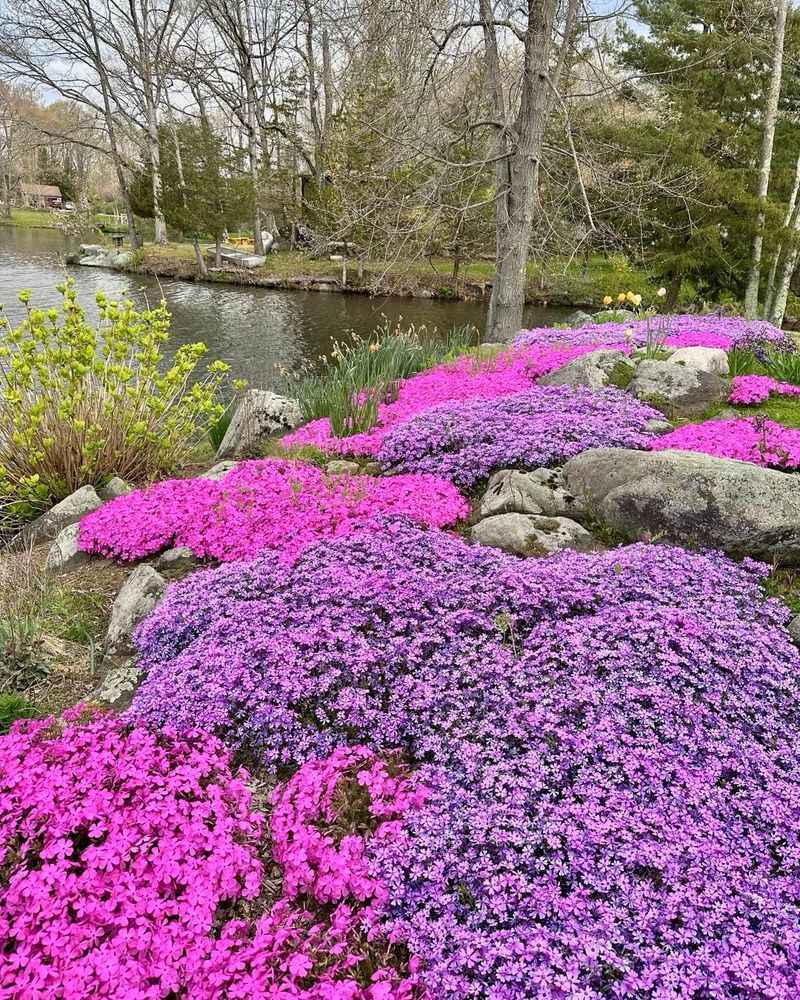 Creeping Phlox (Phlox subulata)