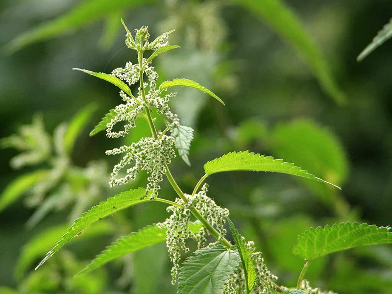 Stinging Nettle (Urtica dioica)