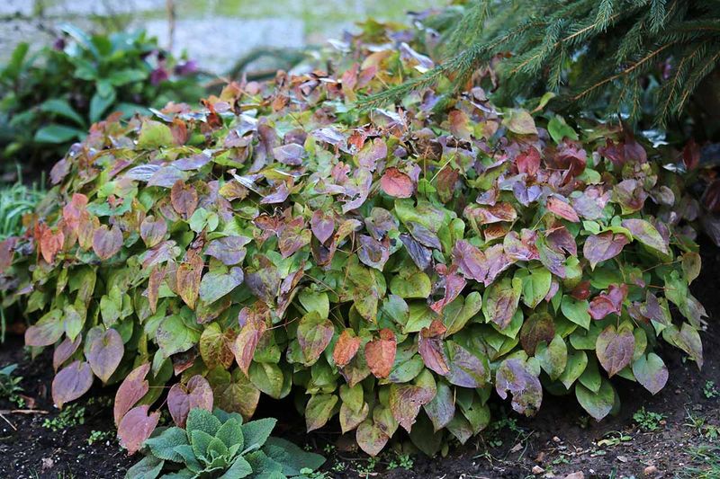 Barrenwort (Epimedium)