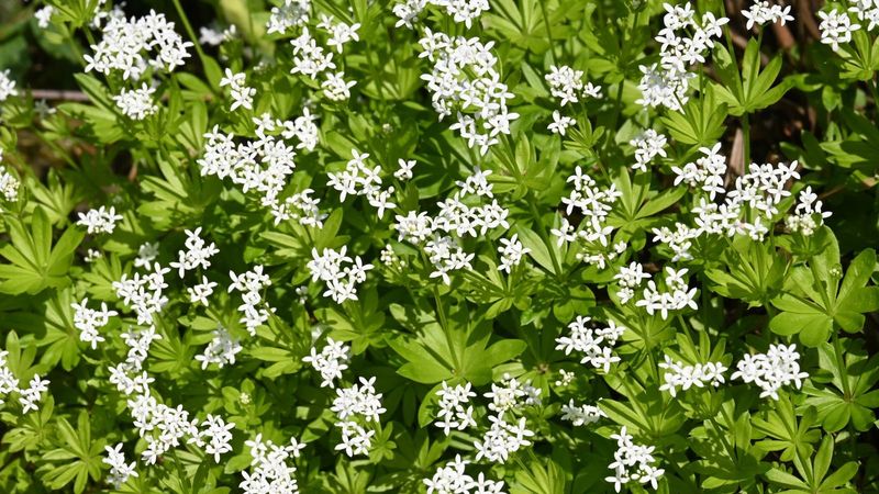 Sweet Woodruff