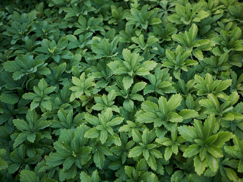 Pachysandra (Pachysandra terminalis)