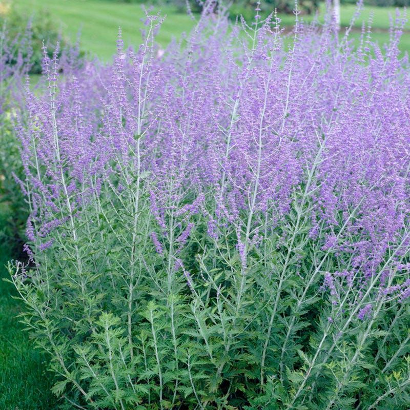 Russian Sage (Perovskia)