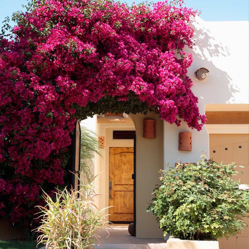 Bougainvillea