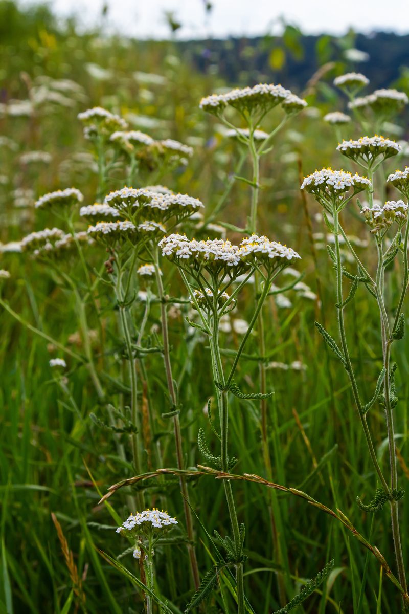 Yarrow