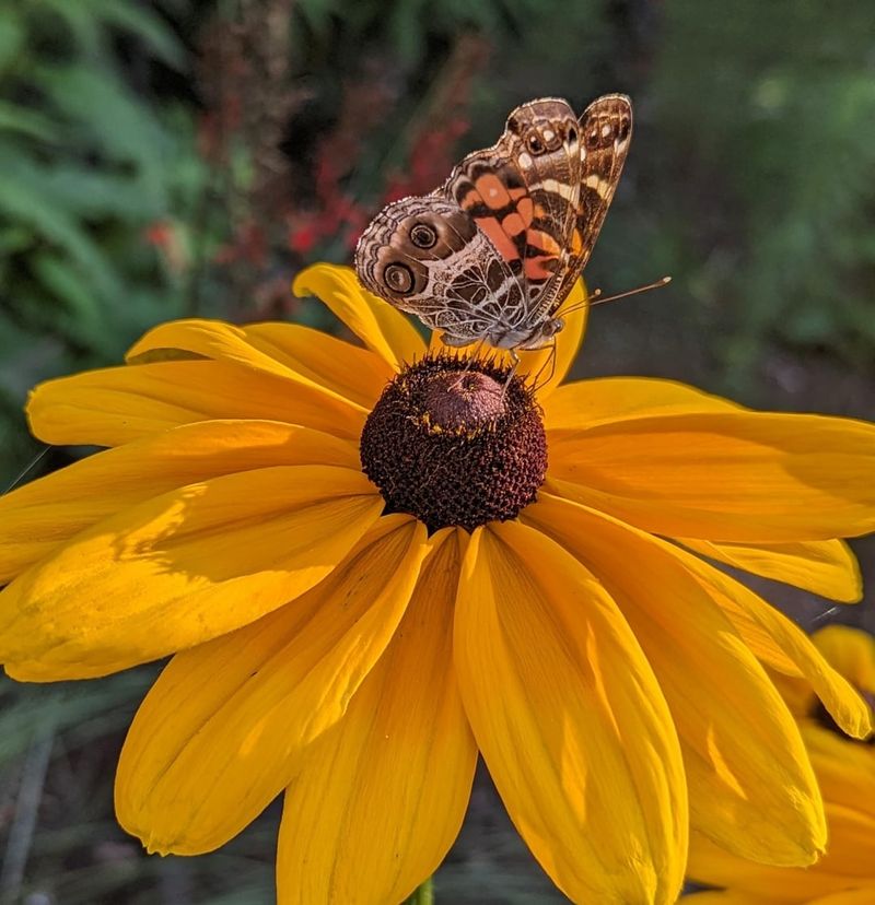 Black-eyed Susan (Rudbeckia)