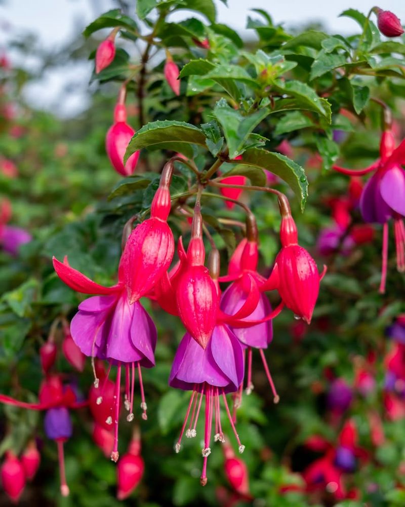 Fuchsia