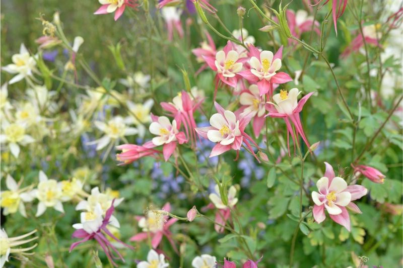 Columbine
