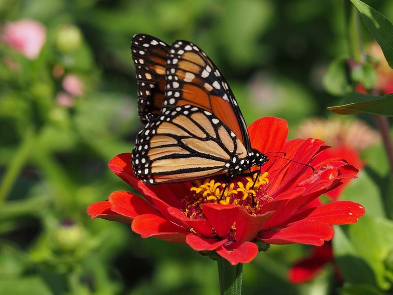 Zinnia (Zinnia elegans)