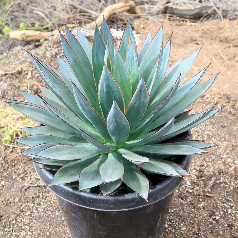 Agave (Agave spp.)