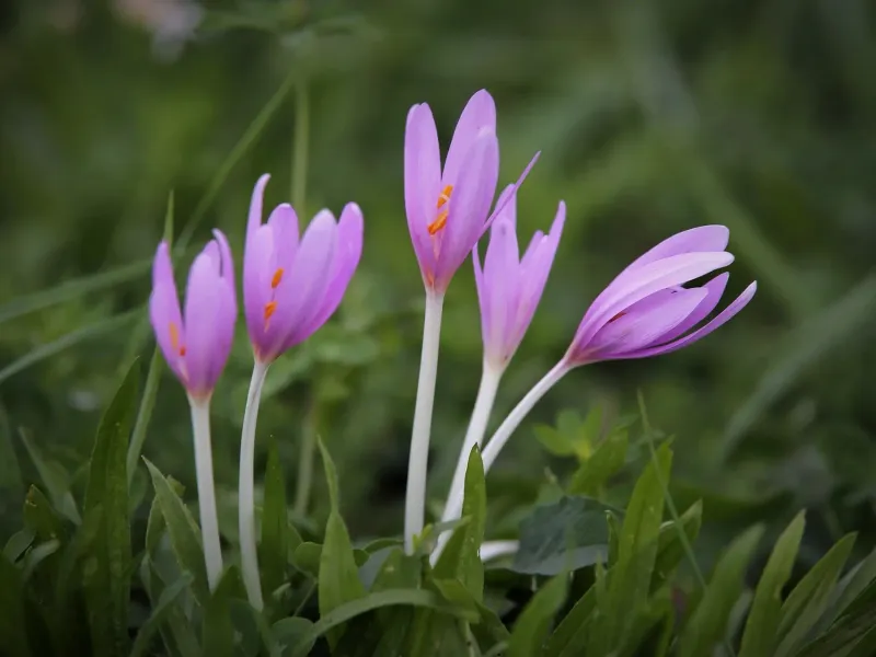Autumn Crocus (Colchicum autumnale)