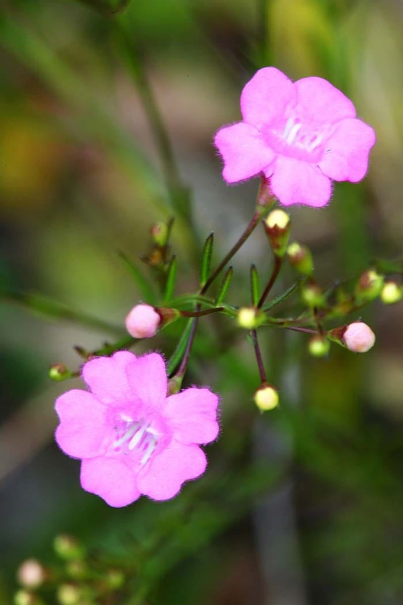 Sandplain Gerardia (Agalinis acuta)
