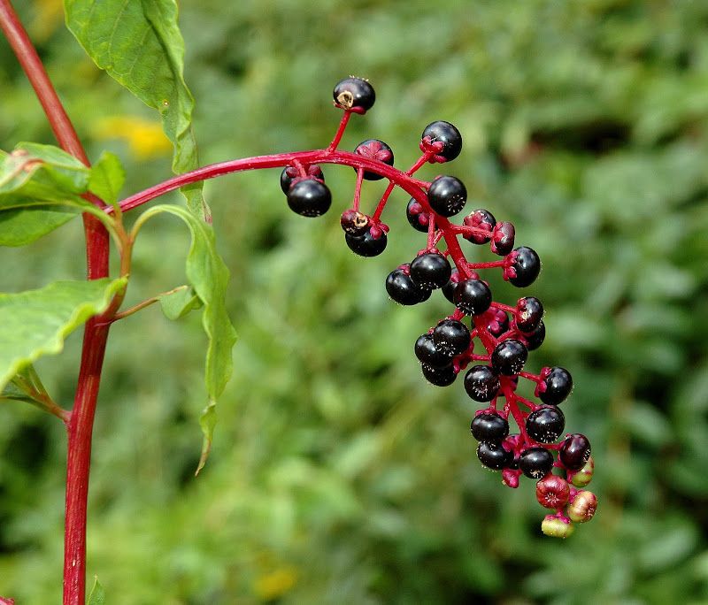 Pokeweed