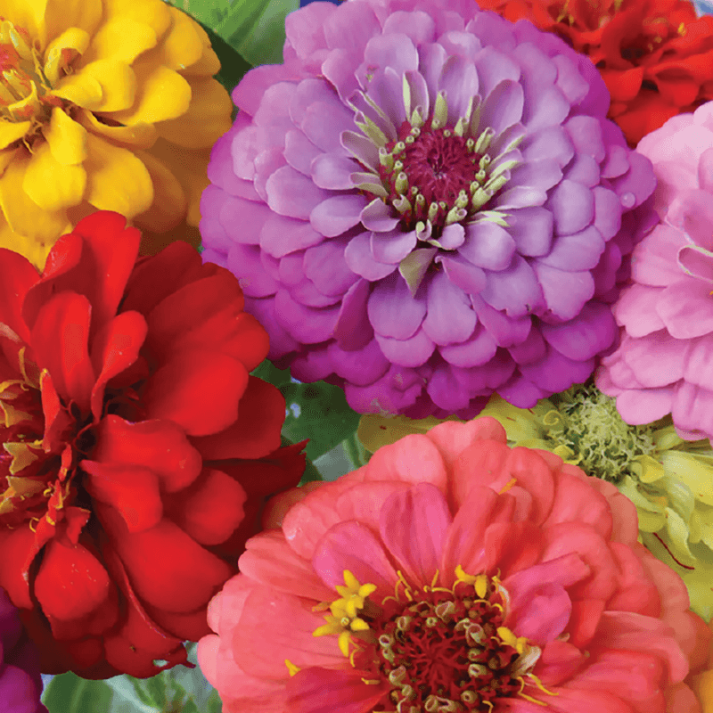 Zinnias